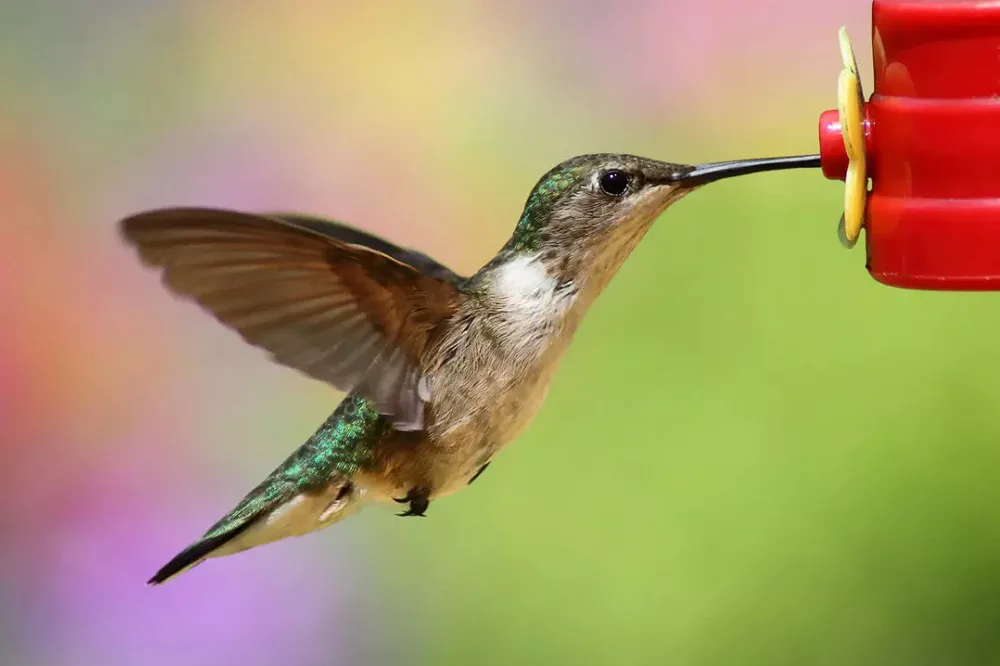 DIY Hummingbird Nectar: Easy Recipe & Essential Tips for Happy Birds