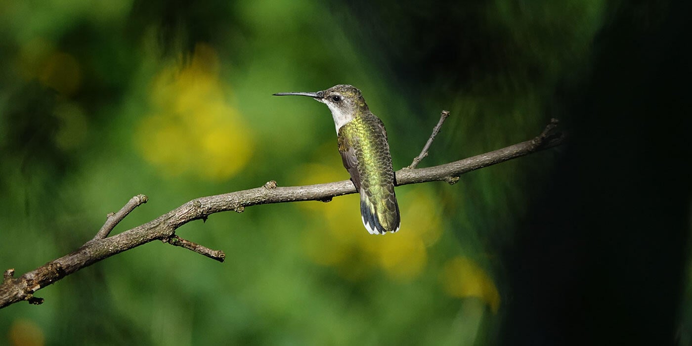 National Audubon Approved: Make Simple & Safe Hummingbird Nectar at Home