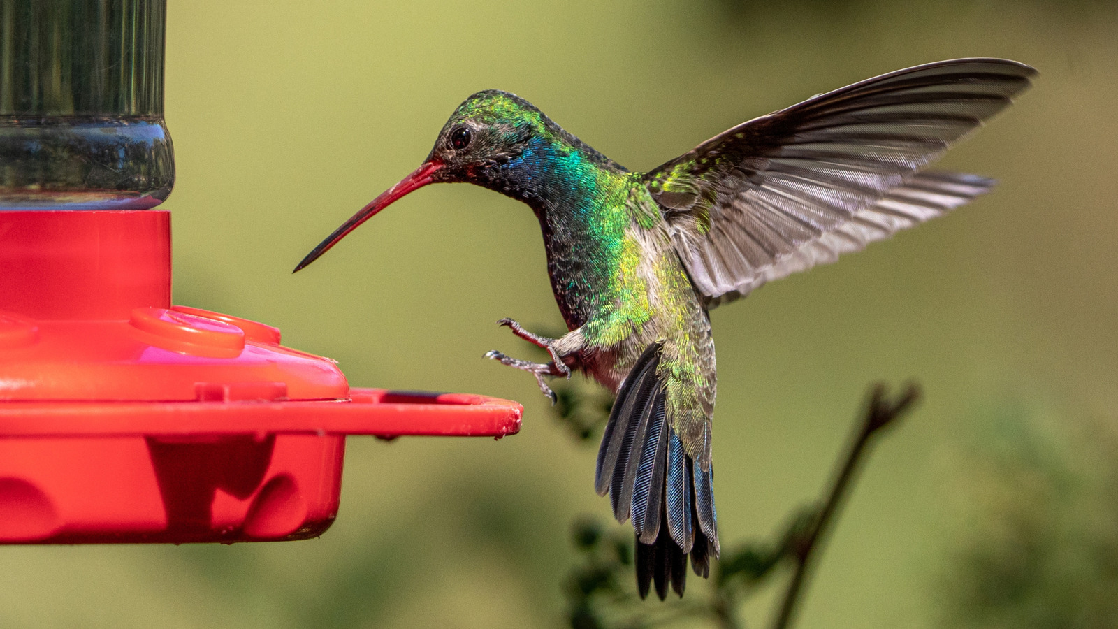 Safe DIY Hummingbird Nectar: The 4:1 Ratio & What NOT to Use
